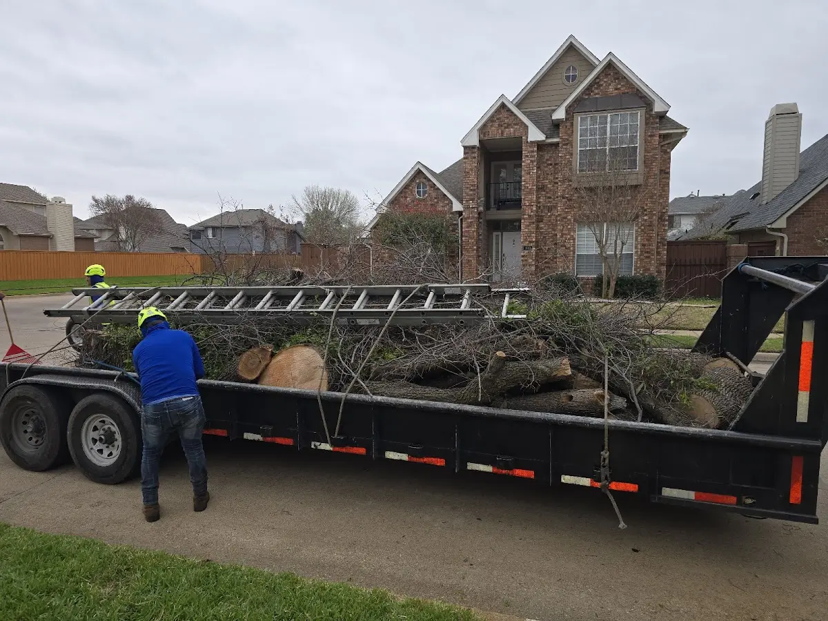Expert Tree Removal with proper safety equipment in Leadwood